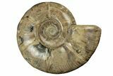 Polished Ammonite (Eotetragonites) Fossil - Madagascar #252764-1